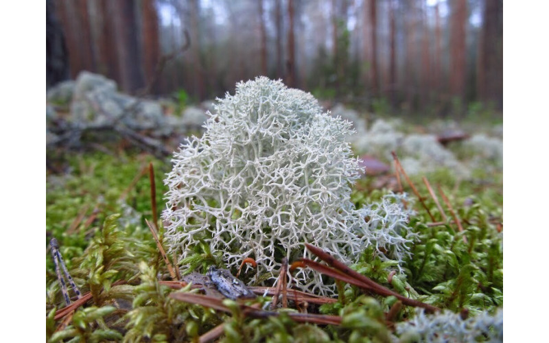 Исландский мох (25 гр) — изображение 1