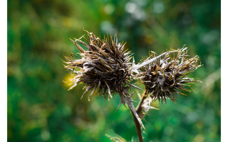 Лопух (корень, 45 гр) — изображение 1