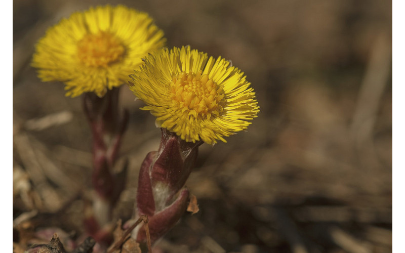 Мать-и-Мачеха (трава, 35 гр) — изображение 1