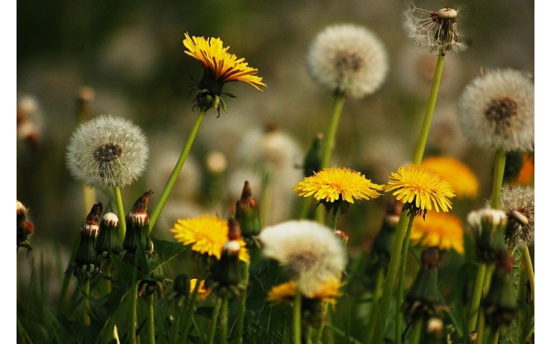 Одуванчик (пакет 10 гр) — изображение 1