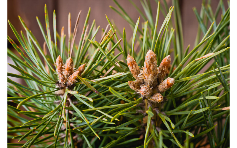 Сосновая почка (35 гр)_65598bbf9f1cd.jpeg Сосновая почка (35 гр) — изображение 1