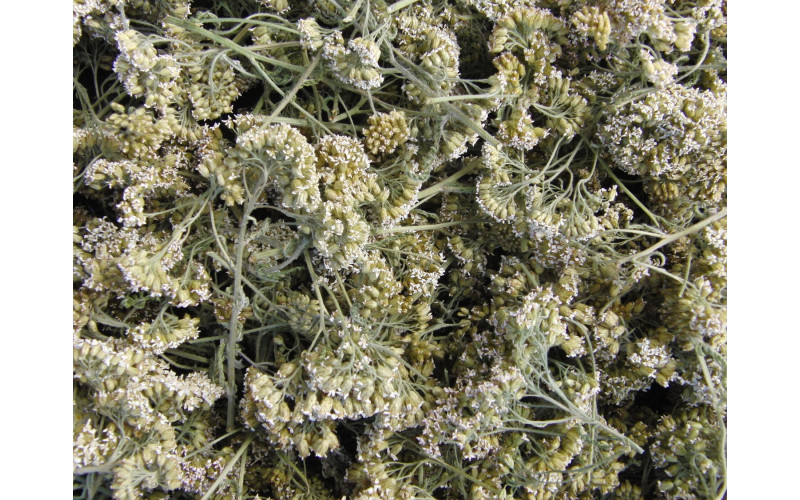 Тысячелистник (пакет 40 гр) — изображение 1