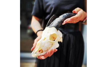 Череп Козла