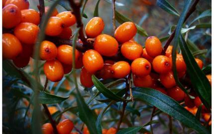 Облепиха (лист 35 гр)