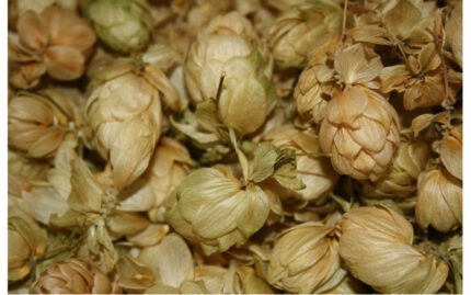 Хмель (шишки, 35 гр)